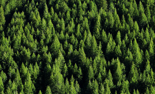 LA LEGGE FORESTALE: UNA LEGGE EPOCALE O UNA MINACCIA PER I BOSCHI ITALIANI?